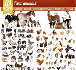 10张高清的家禽图片：Farm animals,10 x UHQ JPEG
